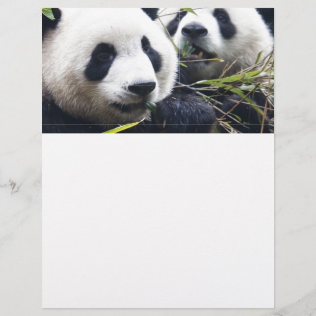 Abraços de Urso Panda (Frente)