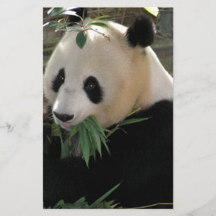 Abraços de Urso Panda