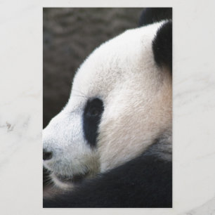 Abraços de Urso Panda