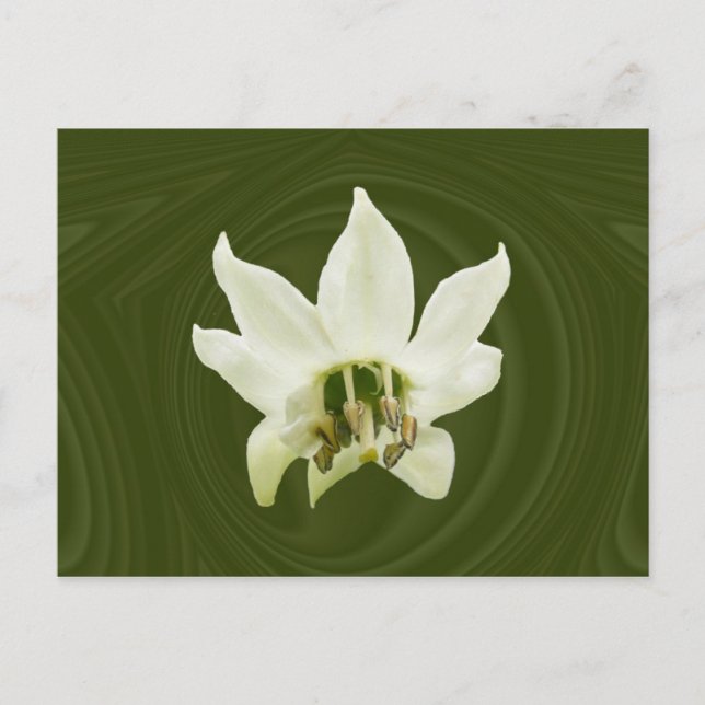 Abstrato de flor de pera ~ cartão postal (Frente)