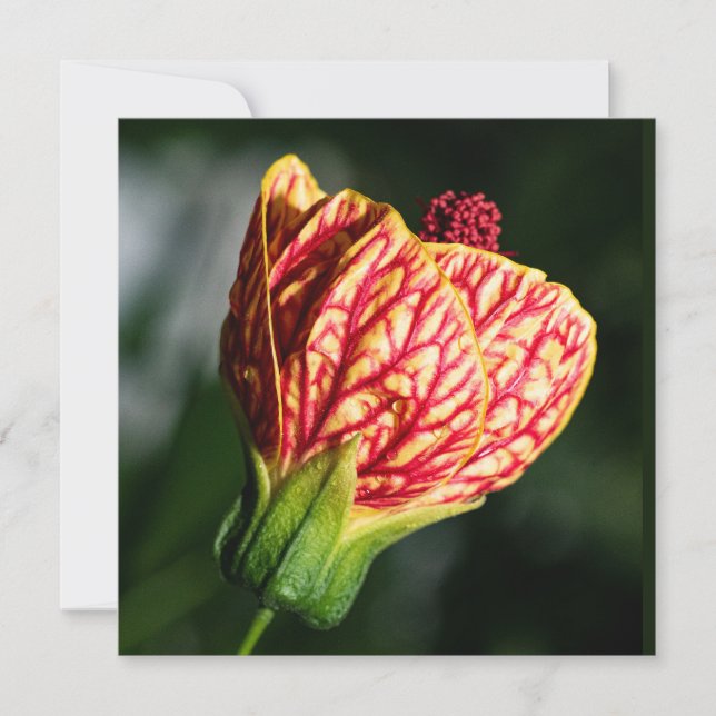 Abutilon Biltmore Ballgrown (Frente)