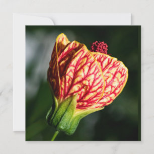 Abutilon Biltmore Ballgrown