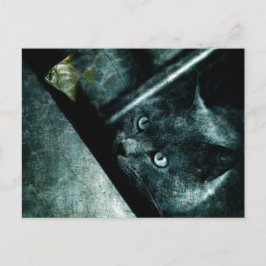 Abyss cat - Cartão postal