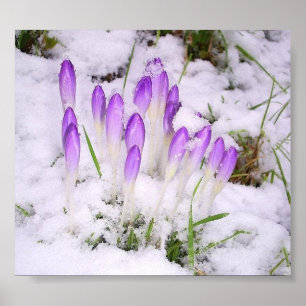 açafrão no poster da neve
