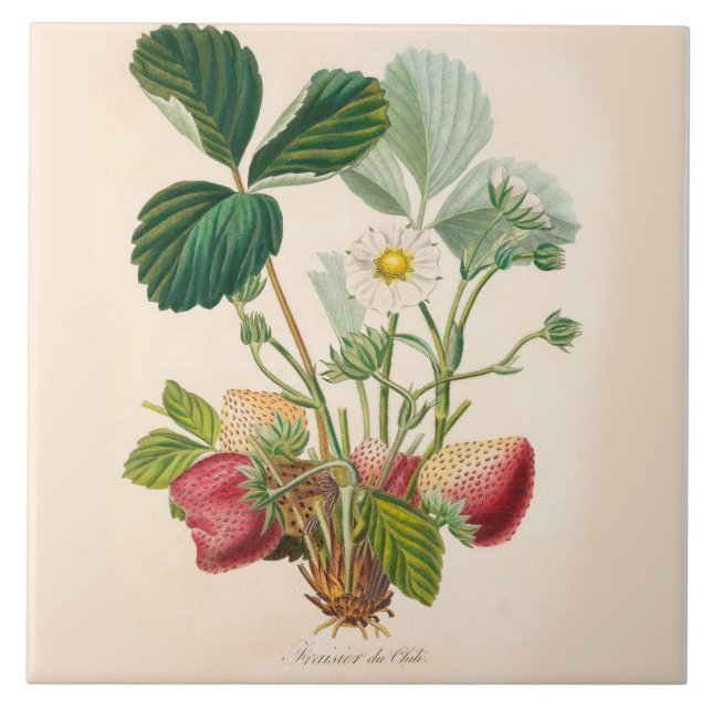 Acento da cozinha do azulejo das morangos (Frente)