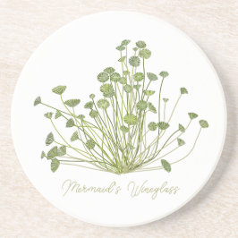 Acetabularia Porta copos de Pedra de Algas