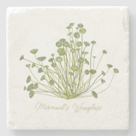 Acetabularia Porta copos de Pedra de Algas