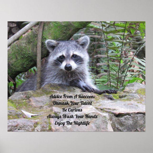 Aconselhamento De Um Poster Raccoon (Frente)