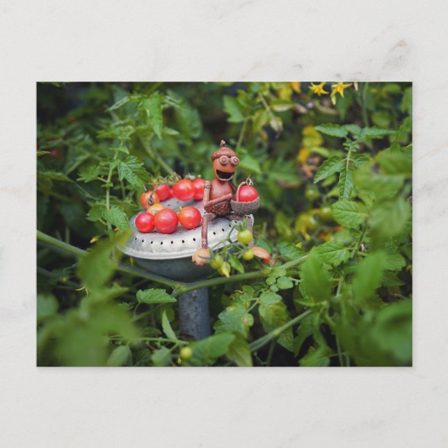 Acorn elf jardener com cartão postal tomatos (Frente)