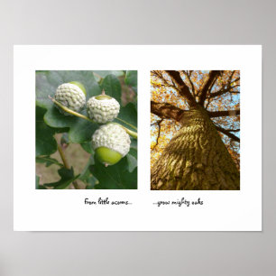 Acorns to Oaks Poster
