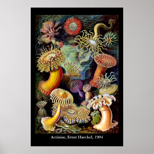 Actiniae por Ernst Haeckel Poster (Frente)