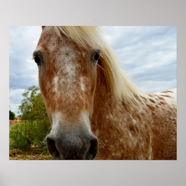 Açúcar O Cavalo Appaloosa, Poster (Frente)