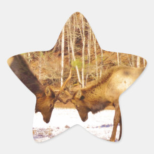 Adesito Estrela 2~ 2 Bull Elk na neve
