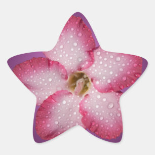 Adesito Estrela Adenium Flor Flora Gradiente Violeta Rosa