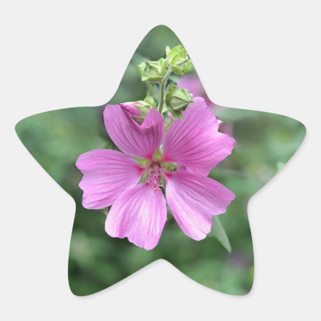 Adesito Estrela Amor Selvagem: Pela Austrália (Frente)