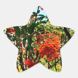 Adesito Estrela Amoras amarelas e vermelhas