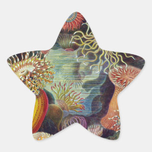 Adesito Estrela Anêmona-do-Mar Natureza Científica Oceano