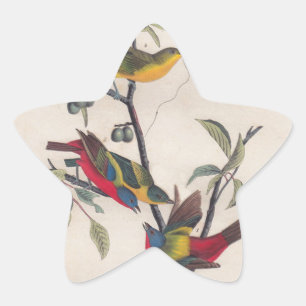 Adesito Estrela Animais Selvagens de Aves Pintadas com Audubon