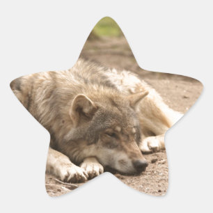 Adesito Estrela Animal Lobo Paz Amor Selvagem País Natureza