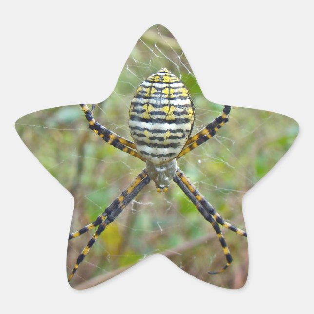 Adesito Estrela Argiope trifasciata Orb Weaver Spider (Frente)