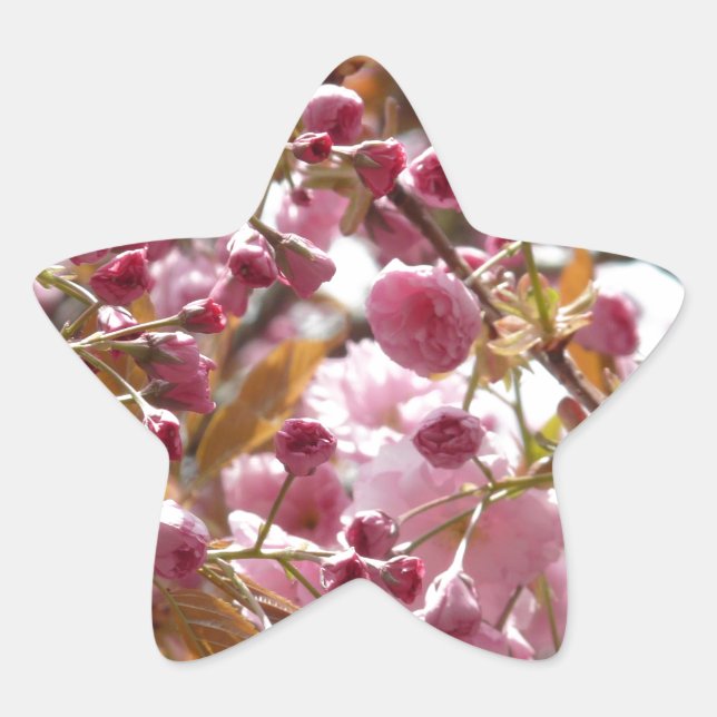 Adesito Estrela Árvores de Cereja Japonesas (Frente)