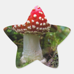 Adesito Estrela Autumn Beauty