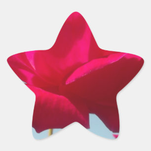 Adesito Estrela Bela Rosa Celestial Encantadora Vermelha Contra o 