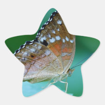 Belo Danaus Plexippus Butterfly em Folha.