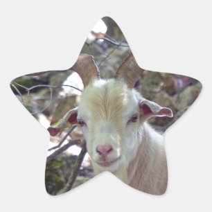 Adesito Estrela Billy Goat