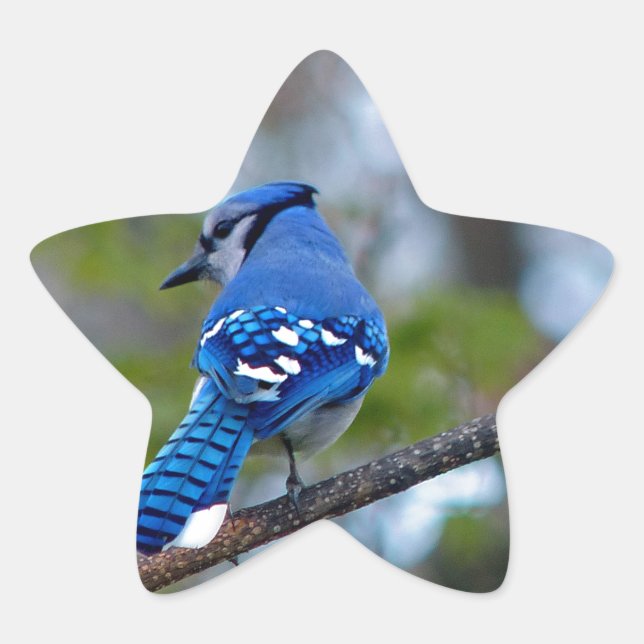 Adesito Estrela Blue Jay (Frente)
