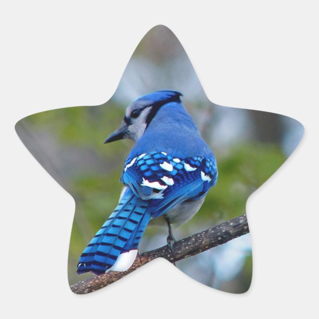 Adesito Estrela Blue Jay (Frente)