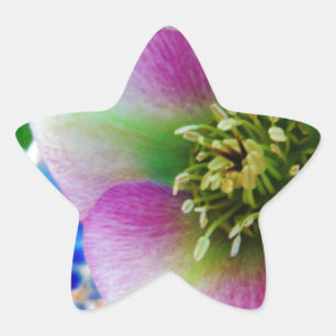 Adesito Estrela Bola de vidro azul Rosa de Lenten rosa