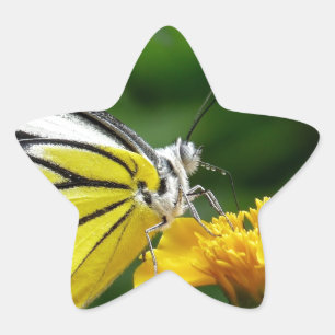 Adesito Estrela Borboleta amarela e vermelha na flor amarela