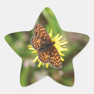 Adesito Estrela Borboleta - Bonita!