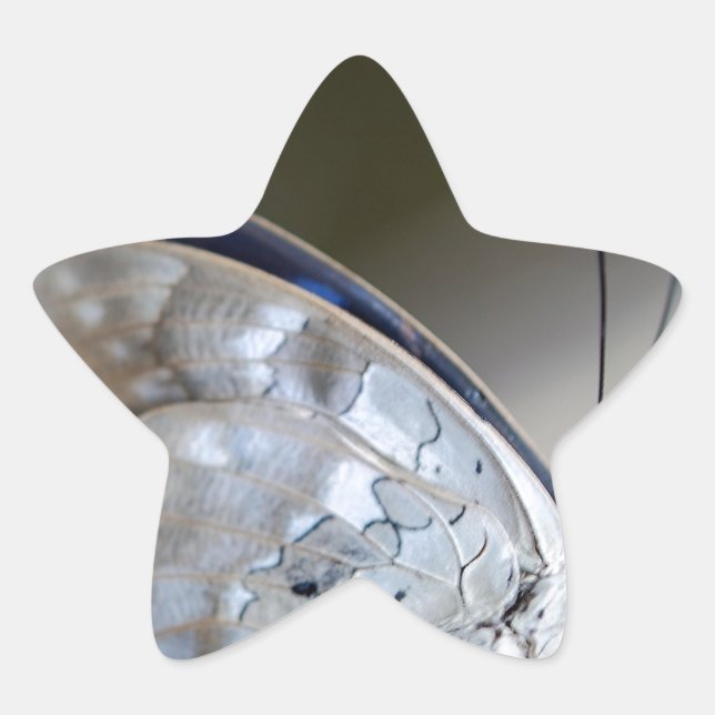 Adesito Estrela Borboleta Cinza azul (Frente)