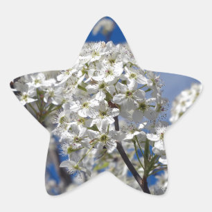 Adesito Estrela Bradford Pear Blooms