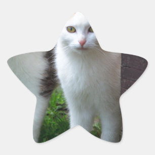 Adesito Estrela Brincadeira