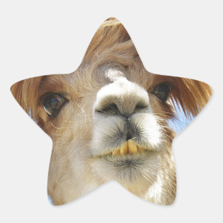 Adesito Estrela Cabelo Louco Alpaca