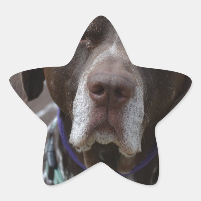 Adesito Estrela Cachorro de Ponteiro Baixo Alemão (Frente)