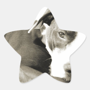 Adesito Estrela Cachorro pit bull preguiçoso e fofo dormindo