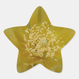 Adesito Estrela Cacto Amarelo em Flor