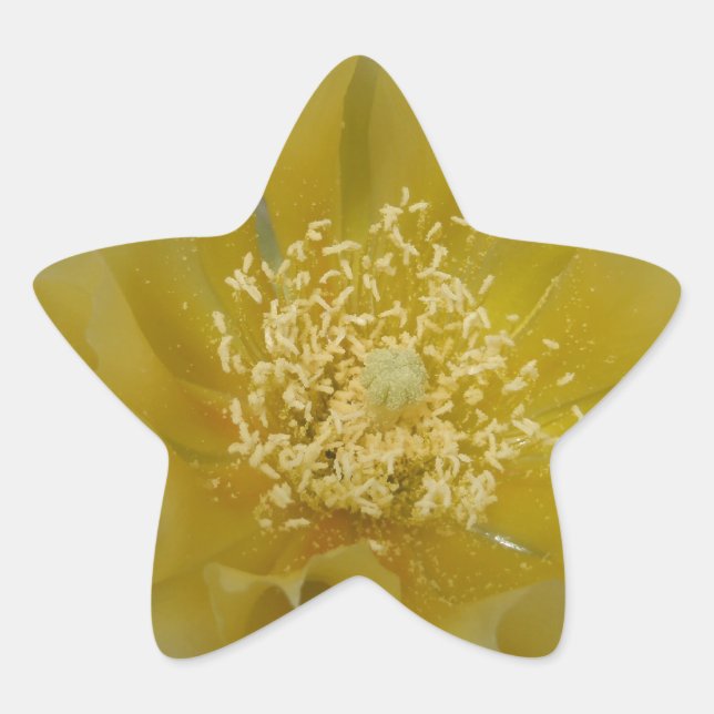 Adesito Estrela Cacto Amarelo em Flor (Frente)