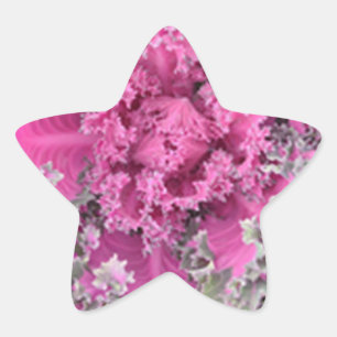 Adesito Estrela Cactus