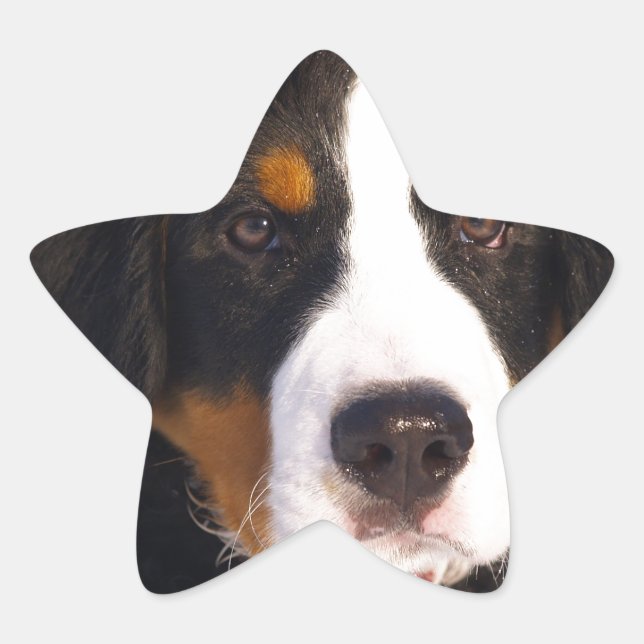 Adesito Estrela Cão-de-montanha Boné Bernês (Frente)