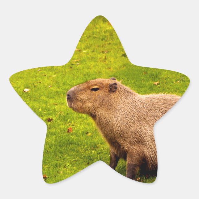Adesito Estrela Capivara (Frente)