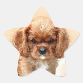 Adesito Estrela Cavalier King Charles Spaniel