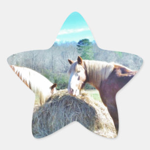 Adesito Estrela Cavalos Raspados Recuperados comendo feno