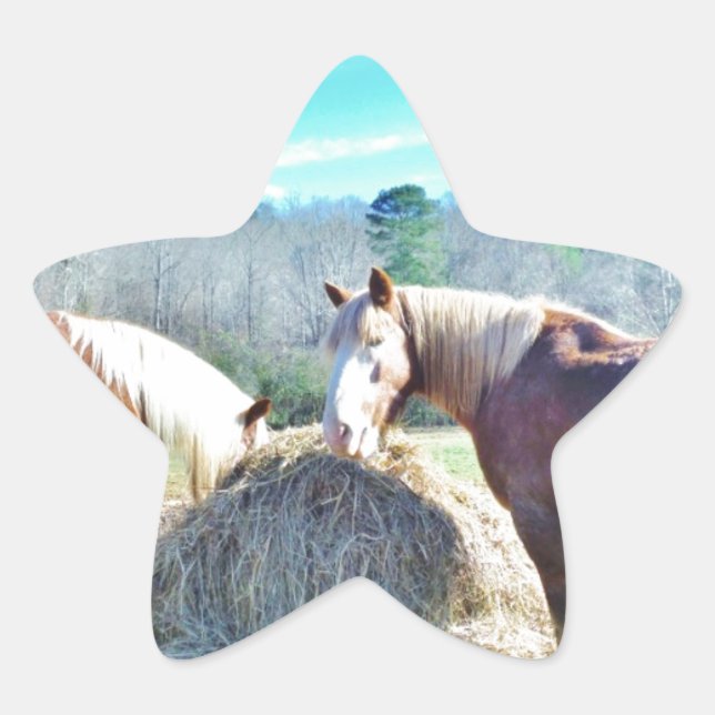 Adesito Estrela Cavalos Raspados Recuperados comendo feno (Frente)