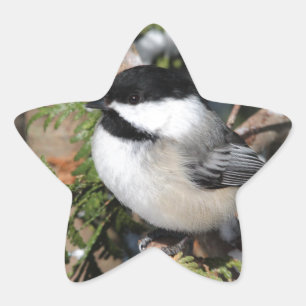 Adesito Estrela Chickadee_9530