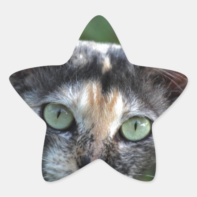 Adesito Estrela Cinza de Gato Branco Castanho com Olhos Verdes (Frente)